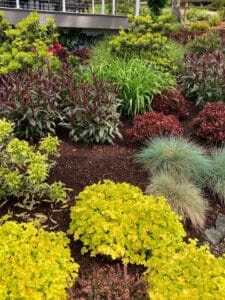 A landscaped garden with various vibrant plants, including clusters of bright yellow-green shrubs, deep red and purple foliage, ornamental grasses, and a mulched ground, beneath a balcony railing.